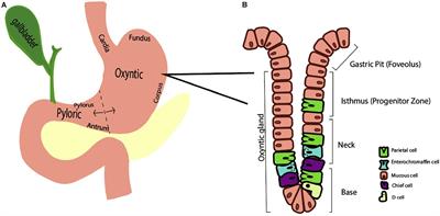 In Pursuit of the Parietal Cell – An Evolution of Scientific Methodology and Techniques